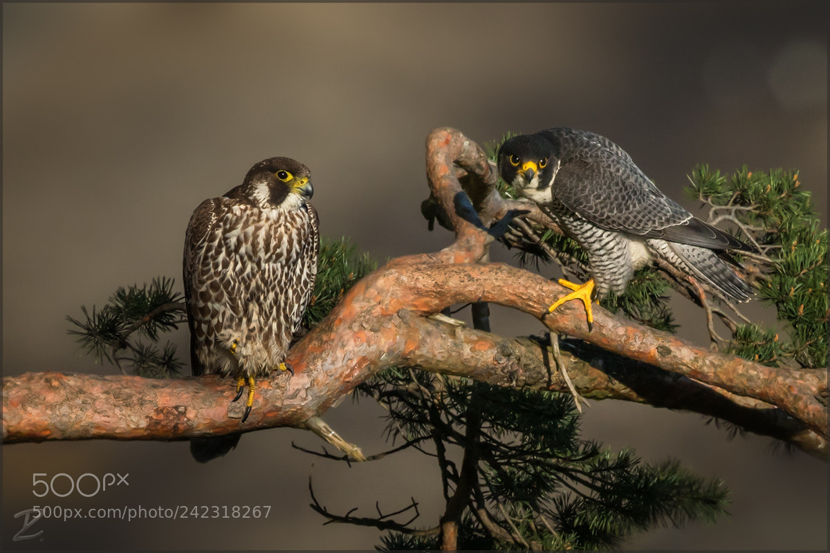 Canon EOS 7D Mark II sample photo. Ein paar wanderfalken photography