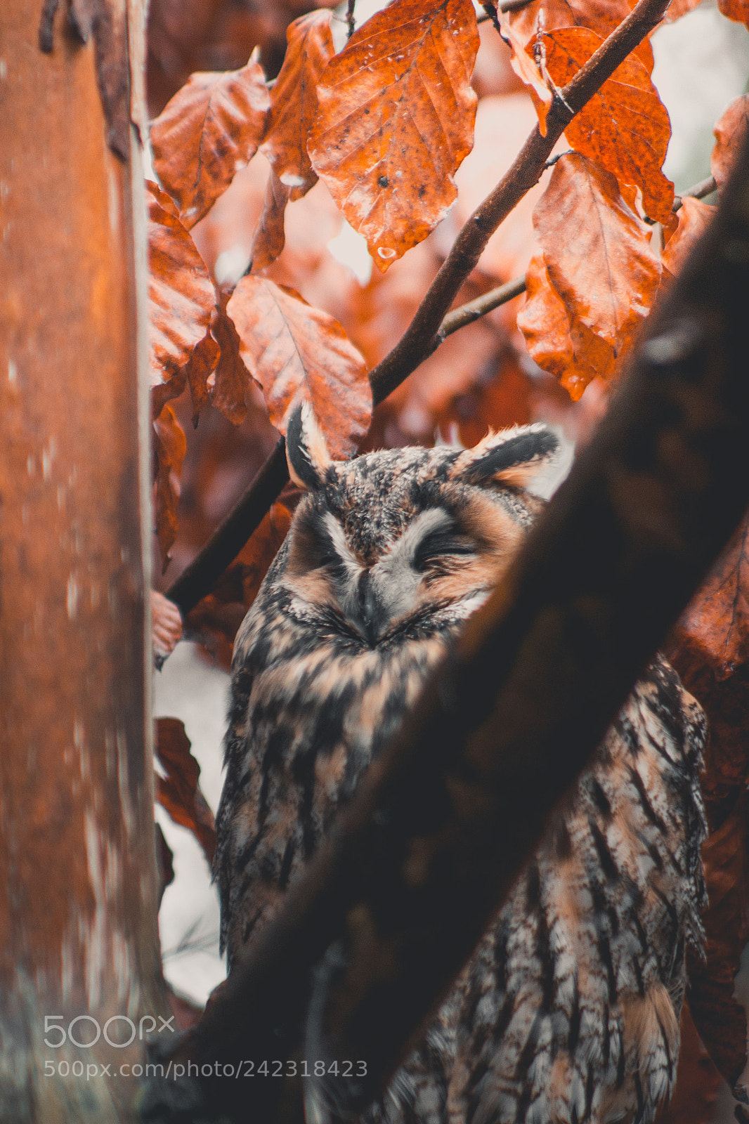 Canon EOS 1200D (EOS Rebel T5 / EOS Kiss X70 / EOS Hi) sample photo. Owl photography