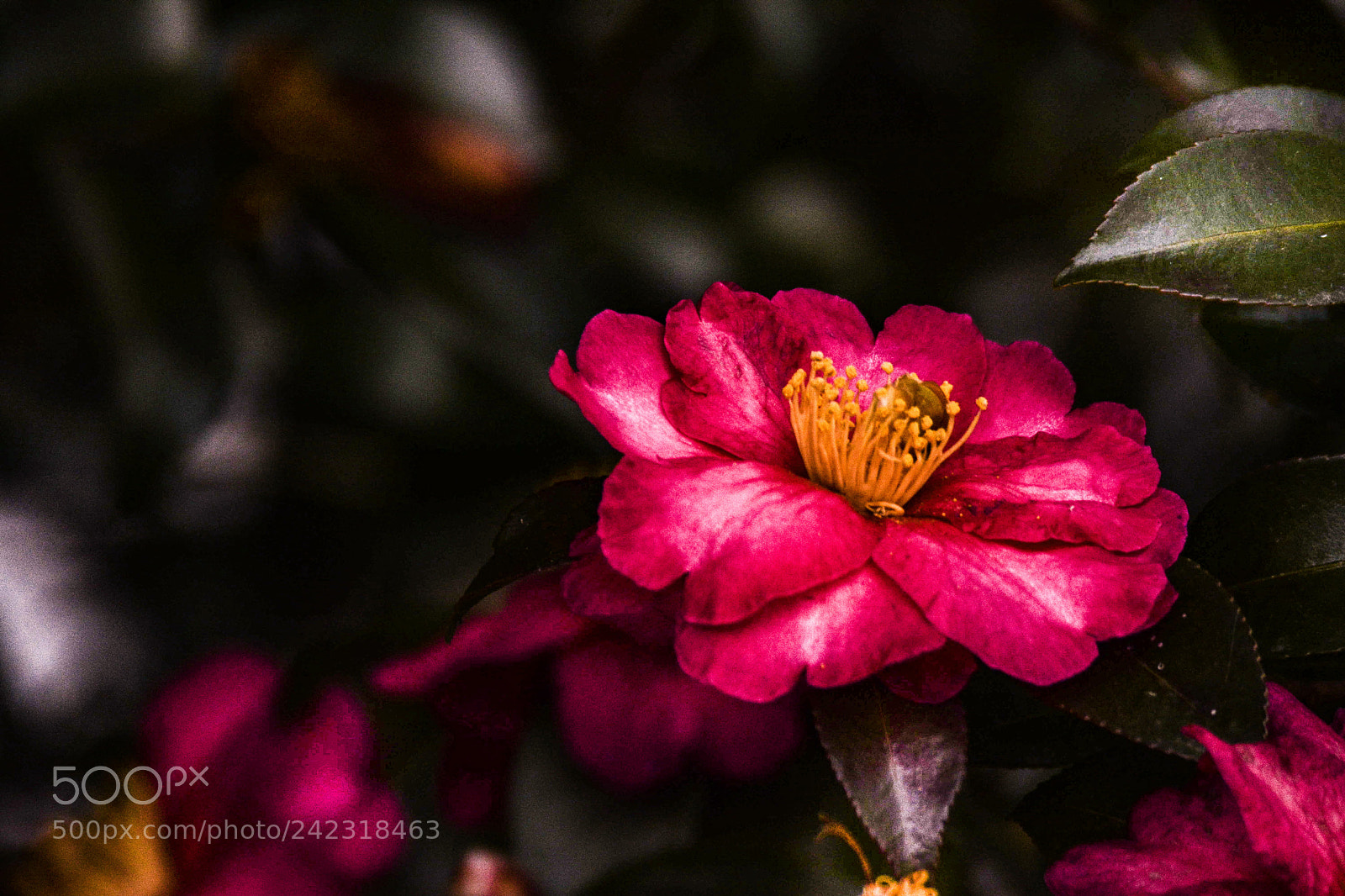 Nikon D7100 sample photo. Camellia photography