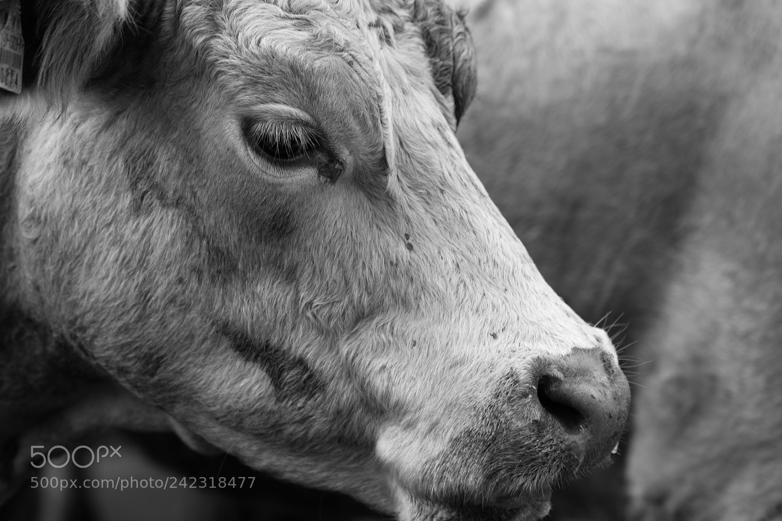 Canon EOS 5DS R sample photo. Farm cow in ireland photography