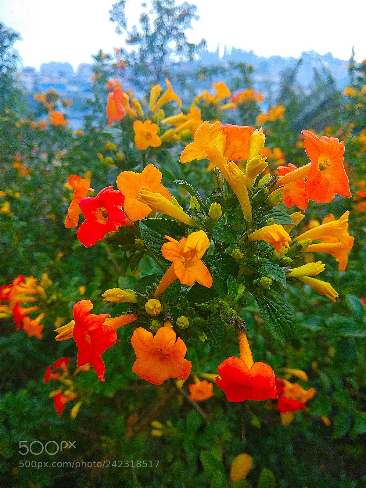 Xiaomi Redmi Note 4 sample photo. Untitled photography