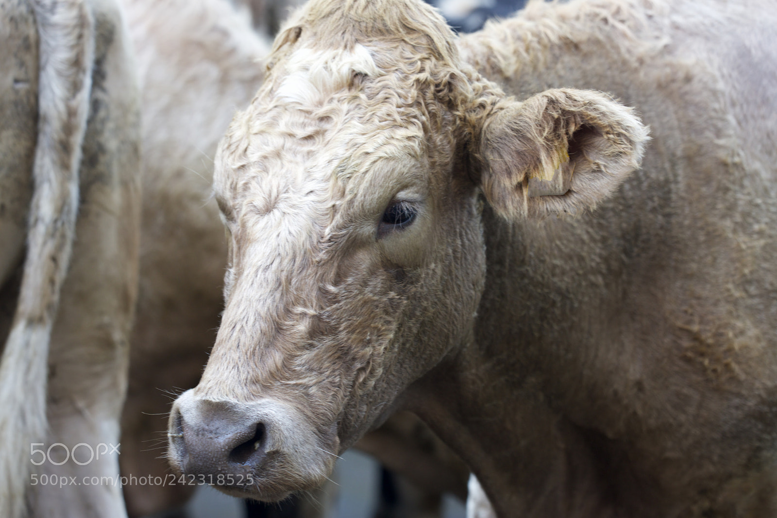 Canon EOS 5DS R sample photo. Farm cow in ireland photography