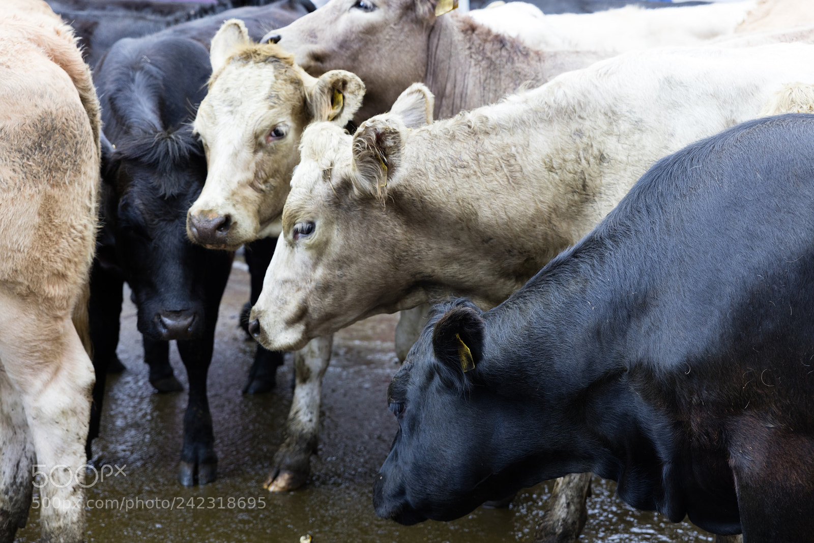 Canon EOS 5DS R sample photo. Farm cow in ireland photography