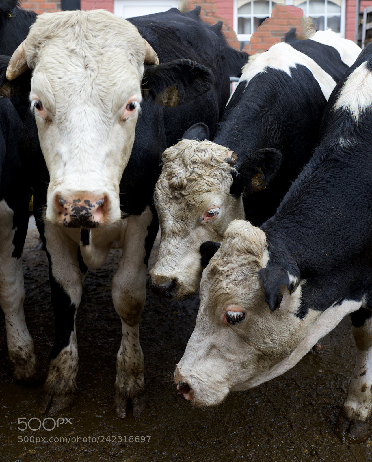Canon EOS 5DS R sample photo. Farm cow in ireland photography