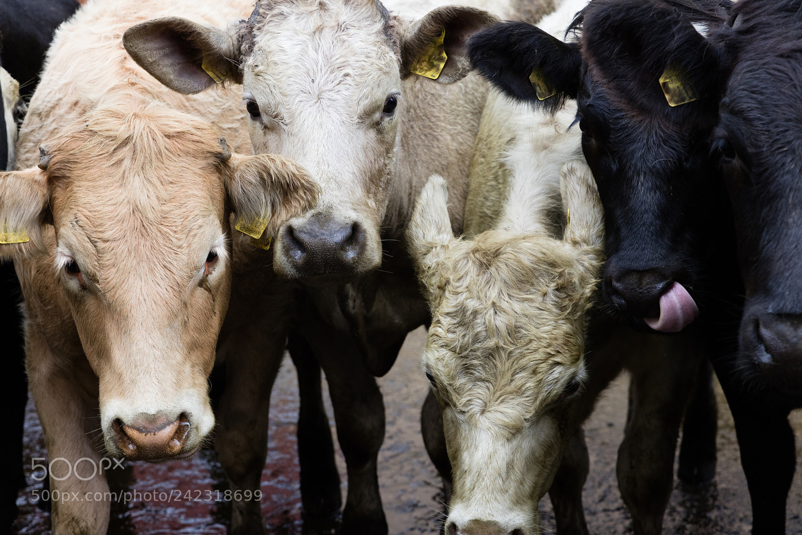 Canon EOS 5DS R sample photo. Farm cow in ireland photography