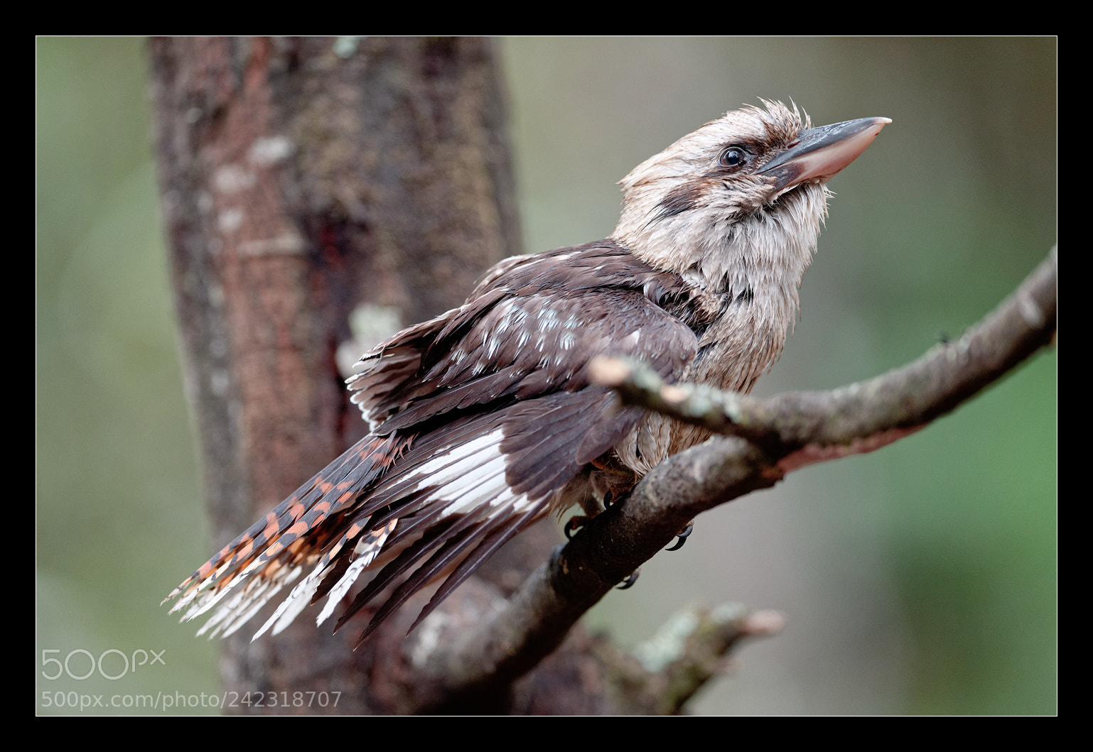 Nikon D5 sample photo. After bath photography