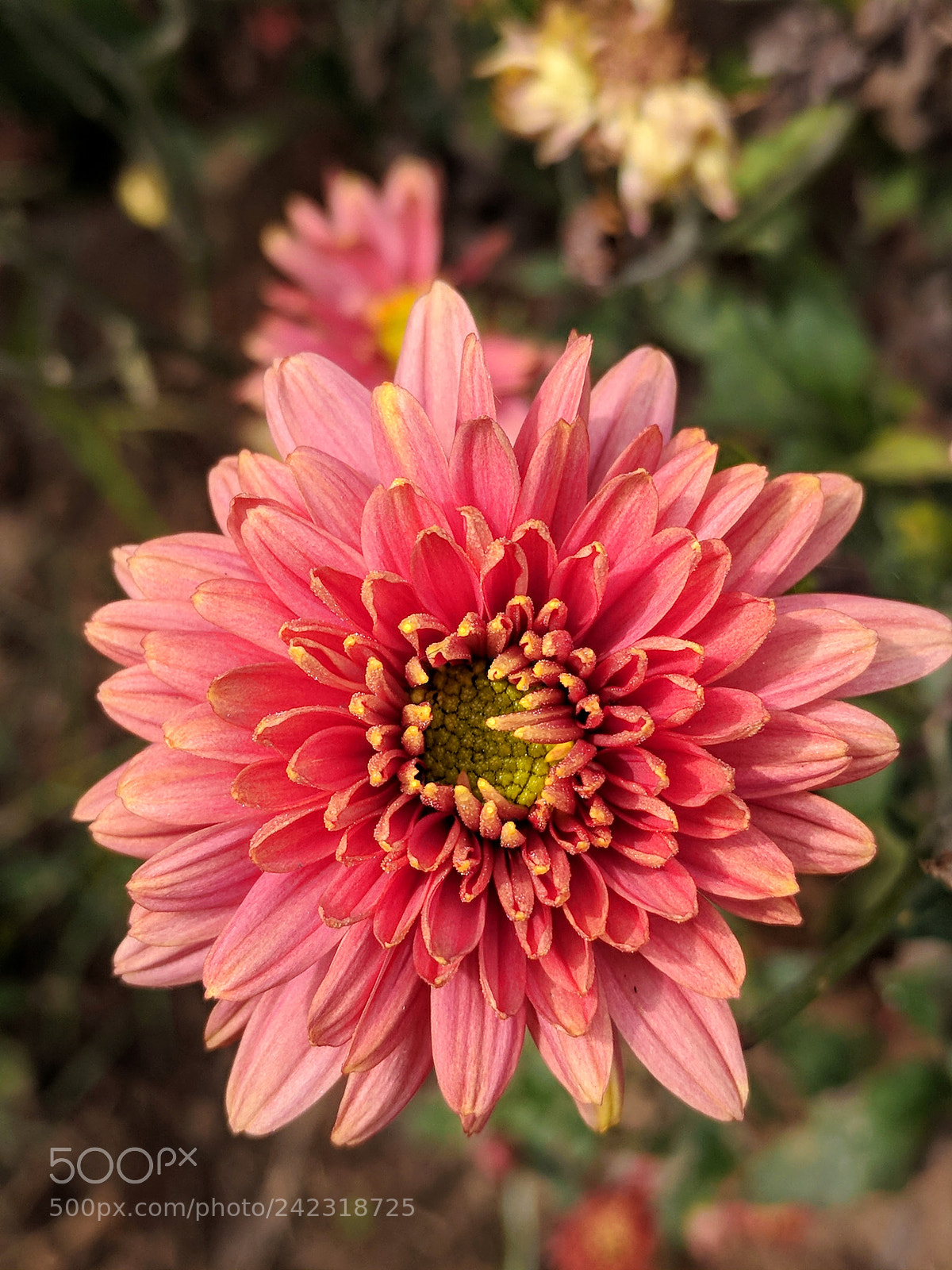 Google Pixel XL sample photo. Happy face photography