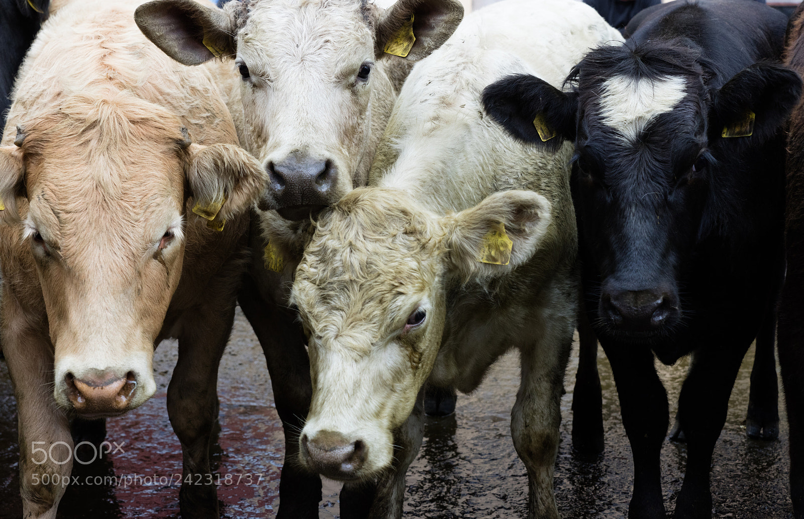 Canon EOS 5DS R sample photo. Farm cow in ireland photography
