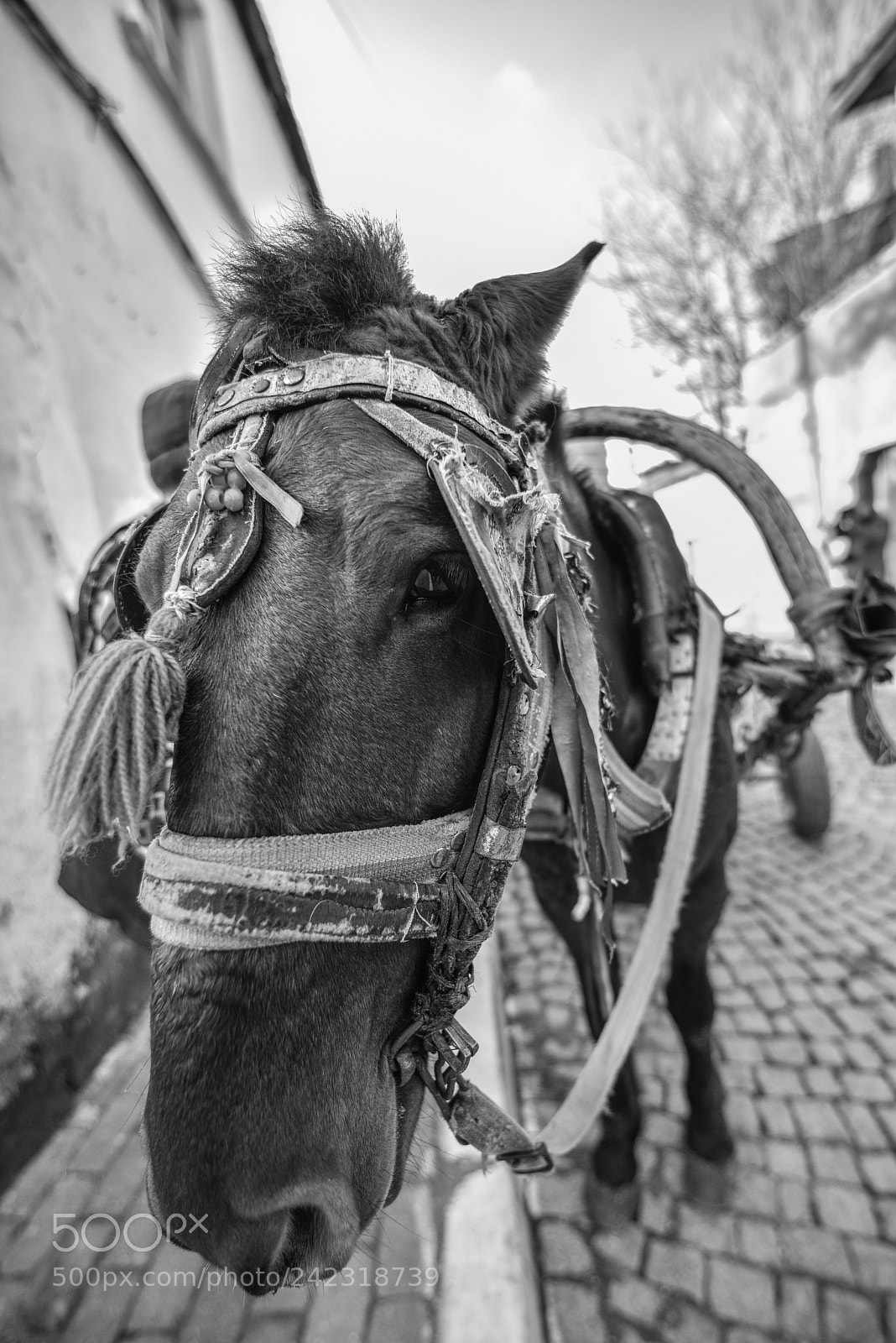 Nikon D810 sample photo. Untitled photography