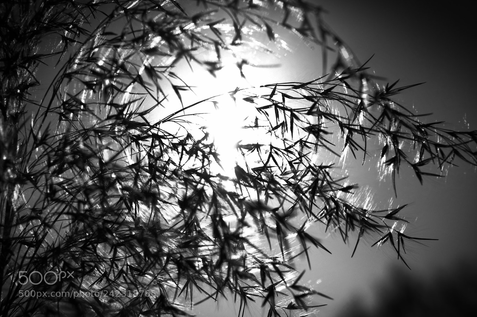 Fujifilm X-Pro2 sample photo. Untitled photography