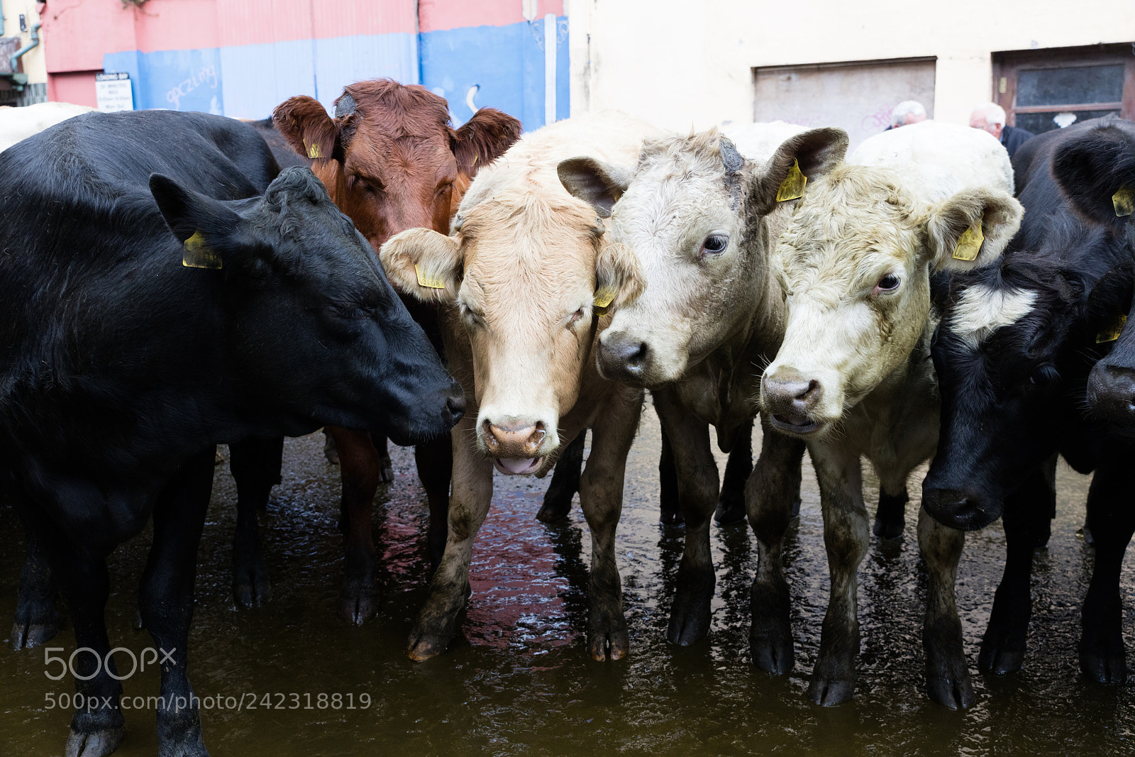 Canon EOS 5DS R sample photo. Farm cow in ireland photography