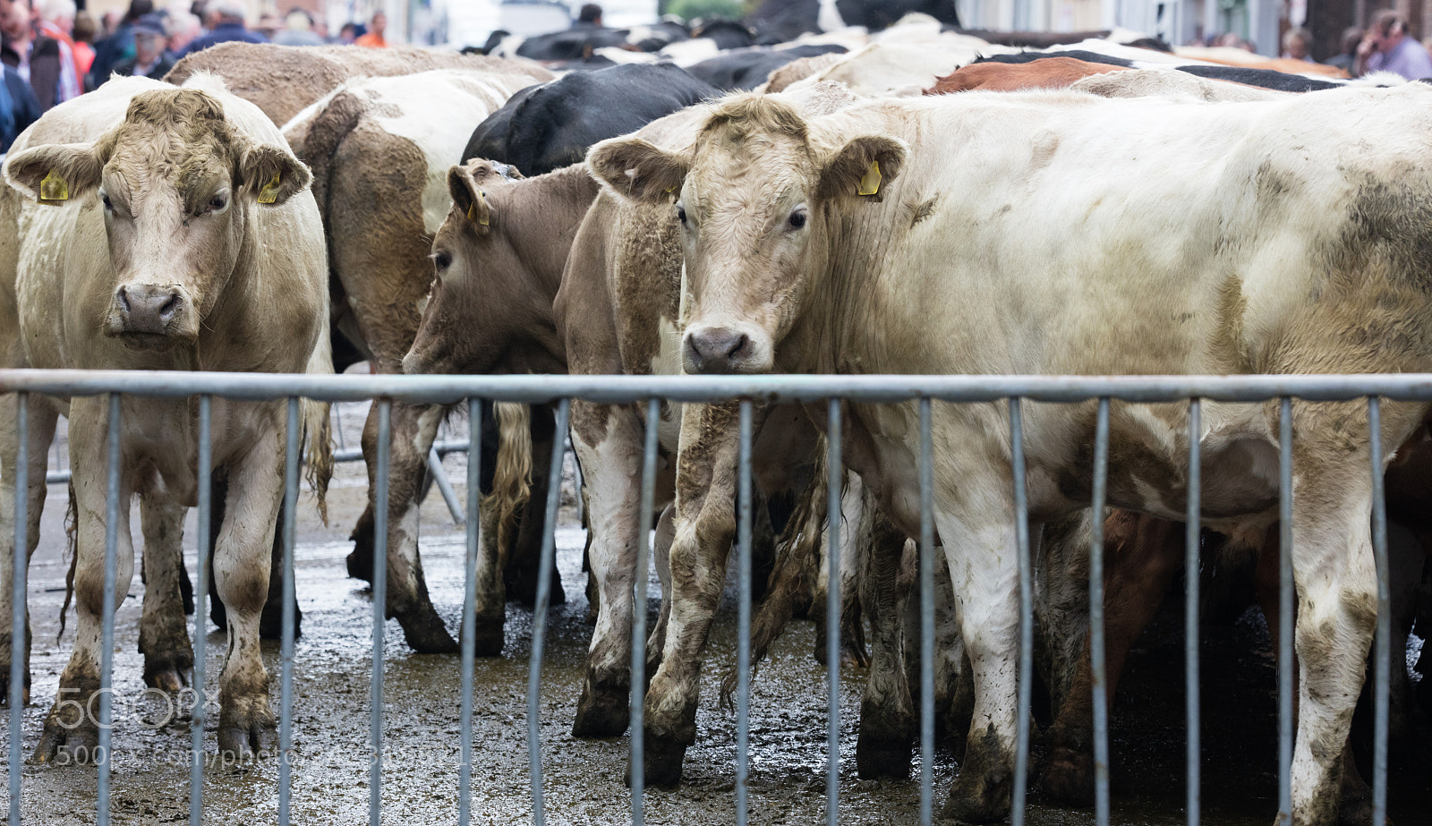 Canon EOS 5DS R sample photo. Farm cow in ireland photography