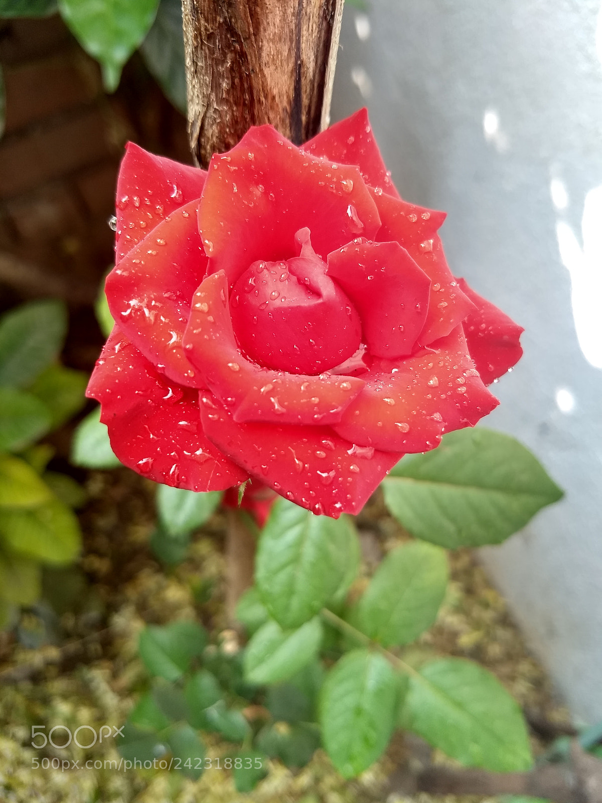Motorola Moto G (5) Plus sample photo. Untitled photography