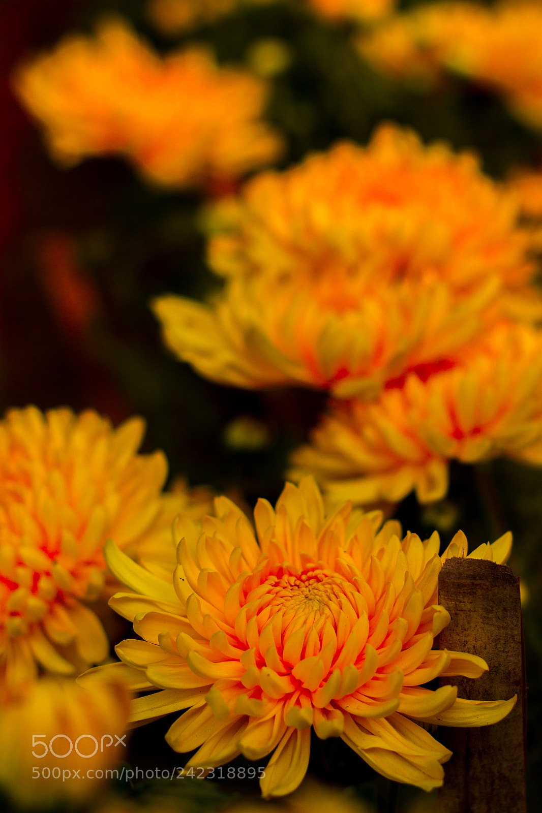 Canon EOS 550D (EOS Rebel T2i / EOS Kiss X4) sample photo. Winter flower-3 photography