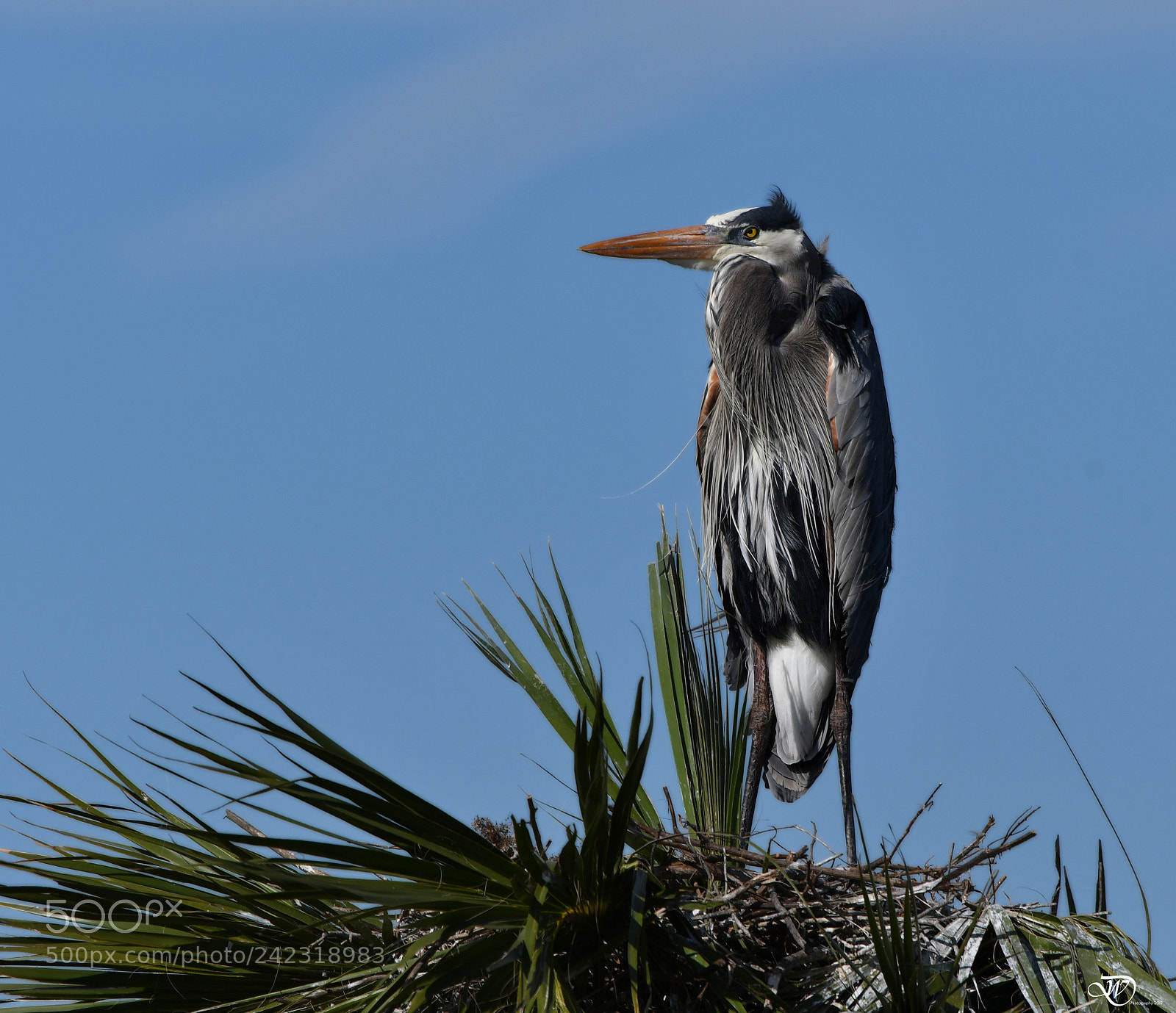 Nikon D500 sample photo. Heron photography
