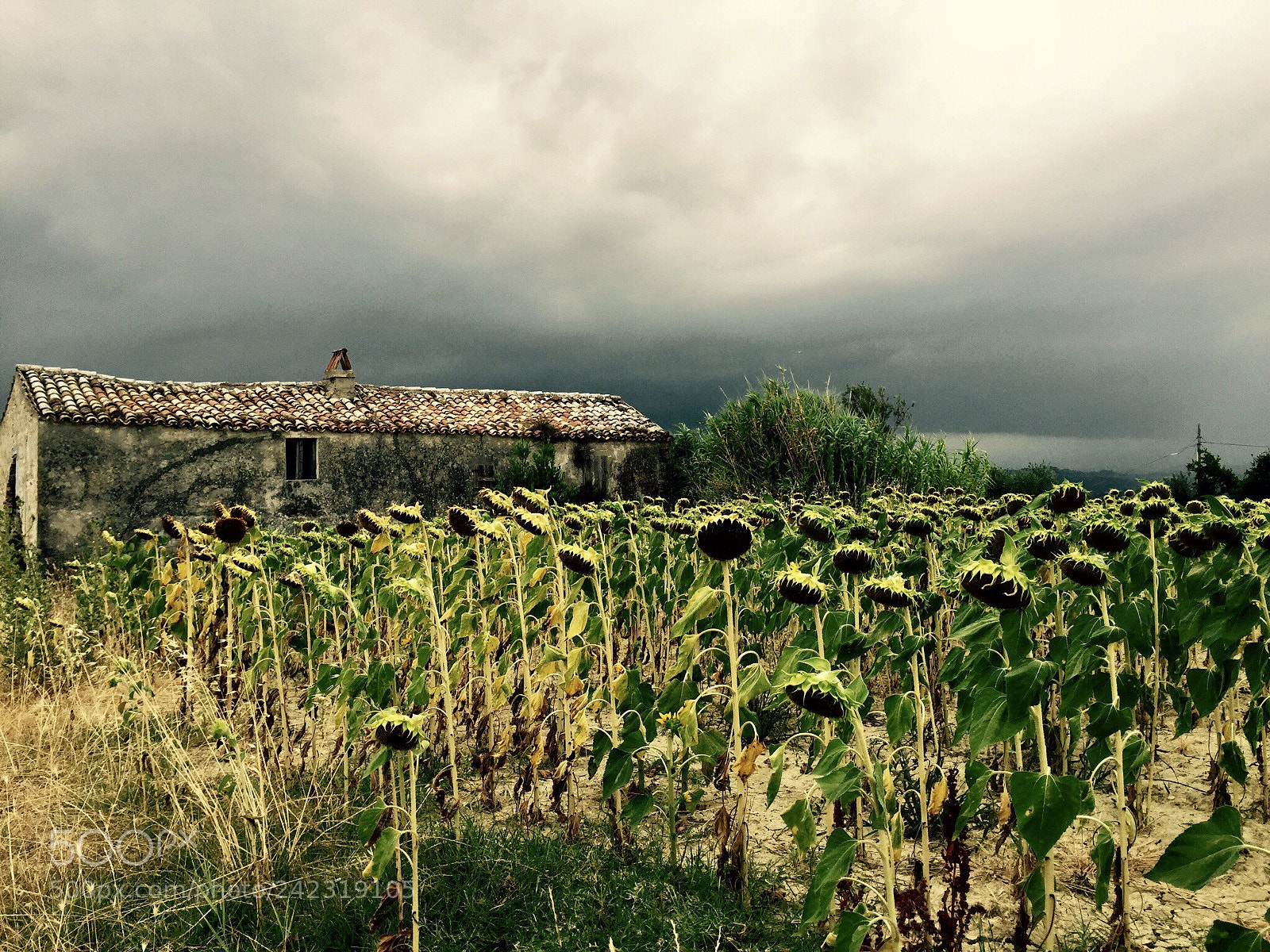 Apple iPhone 6 sample photo. Cloudy italy photography