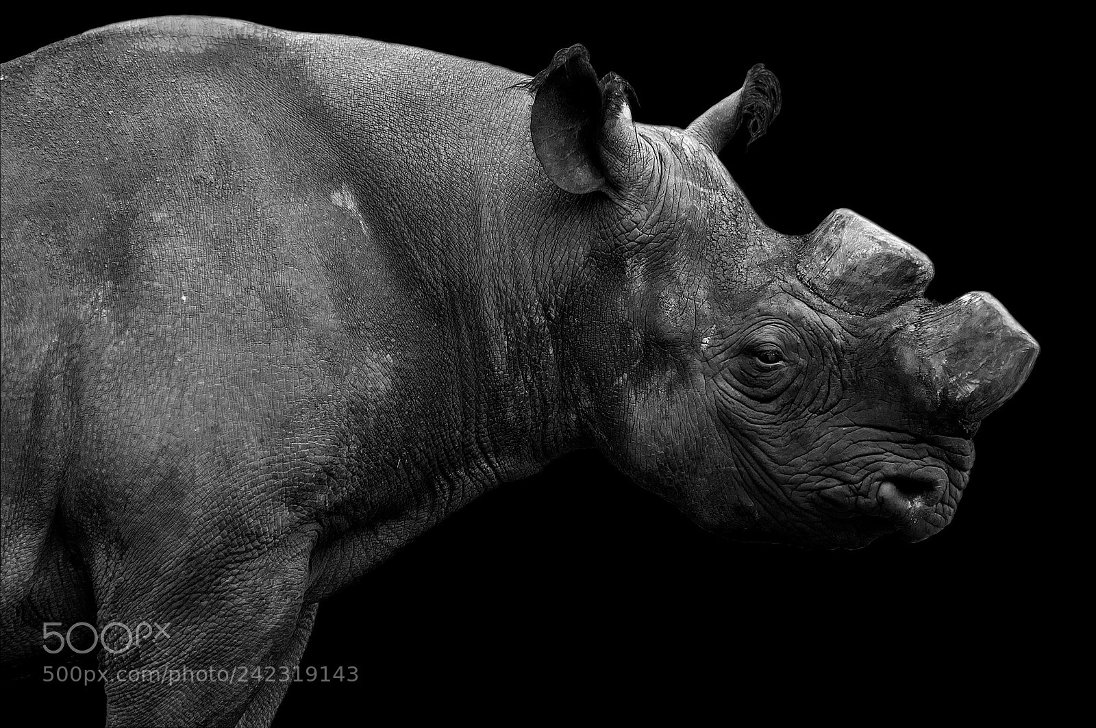 Nikon D300S sample photo. Nashorn photography