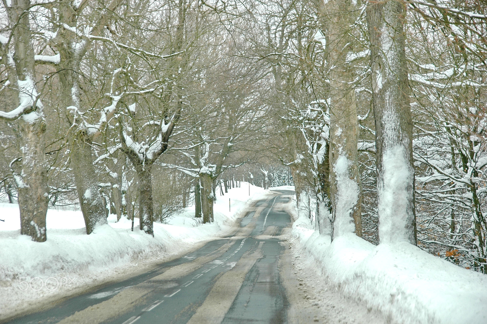 Sigma 18-200mm F3.5-6.3 DC sample photo. After the snow photography