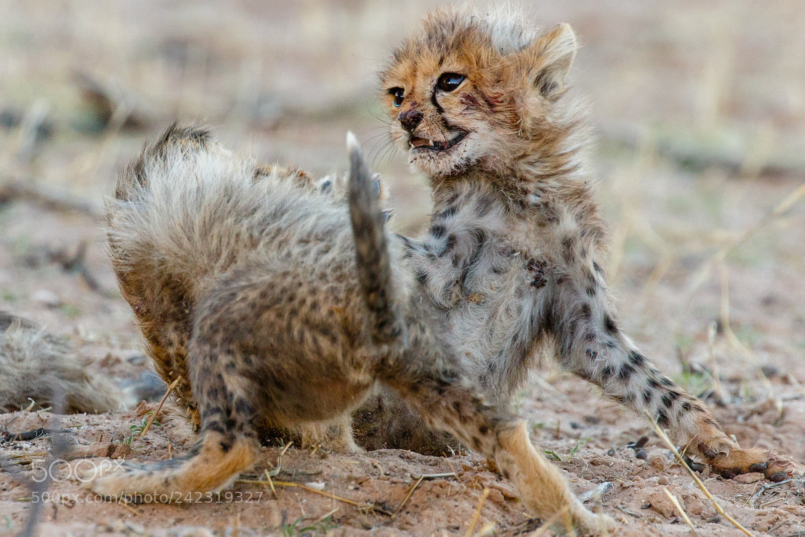 Canon EOS 7D Mark II sample photo. Playful cubs photography