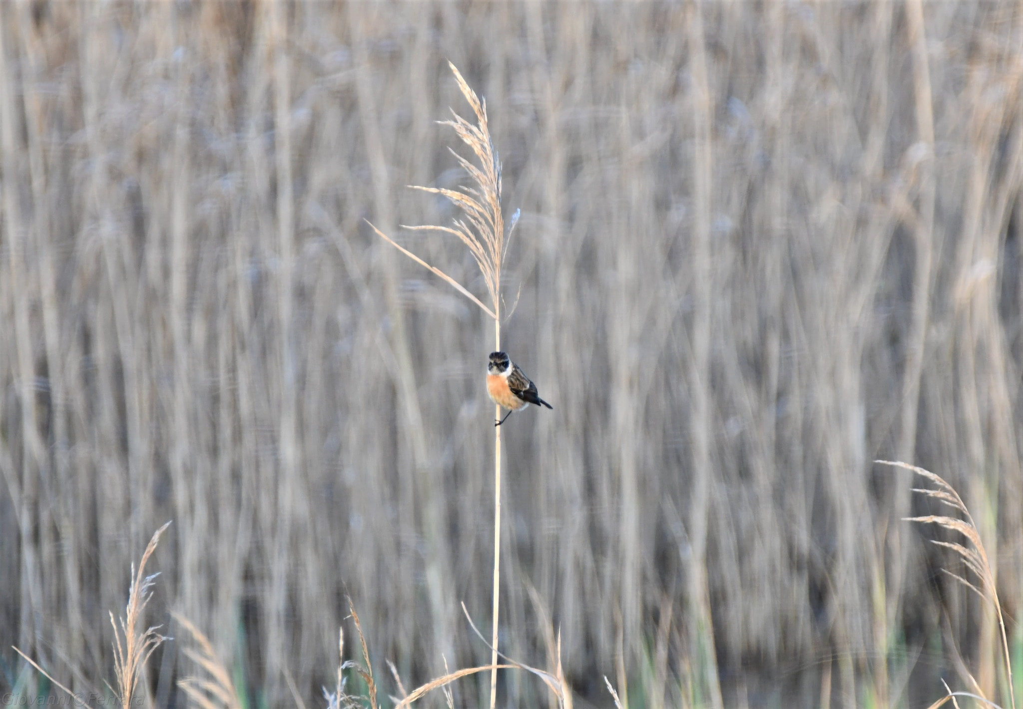 Nikon D7500 sample photo. 037.jpg photography