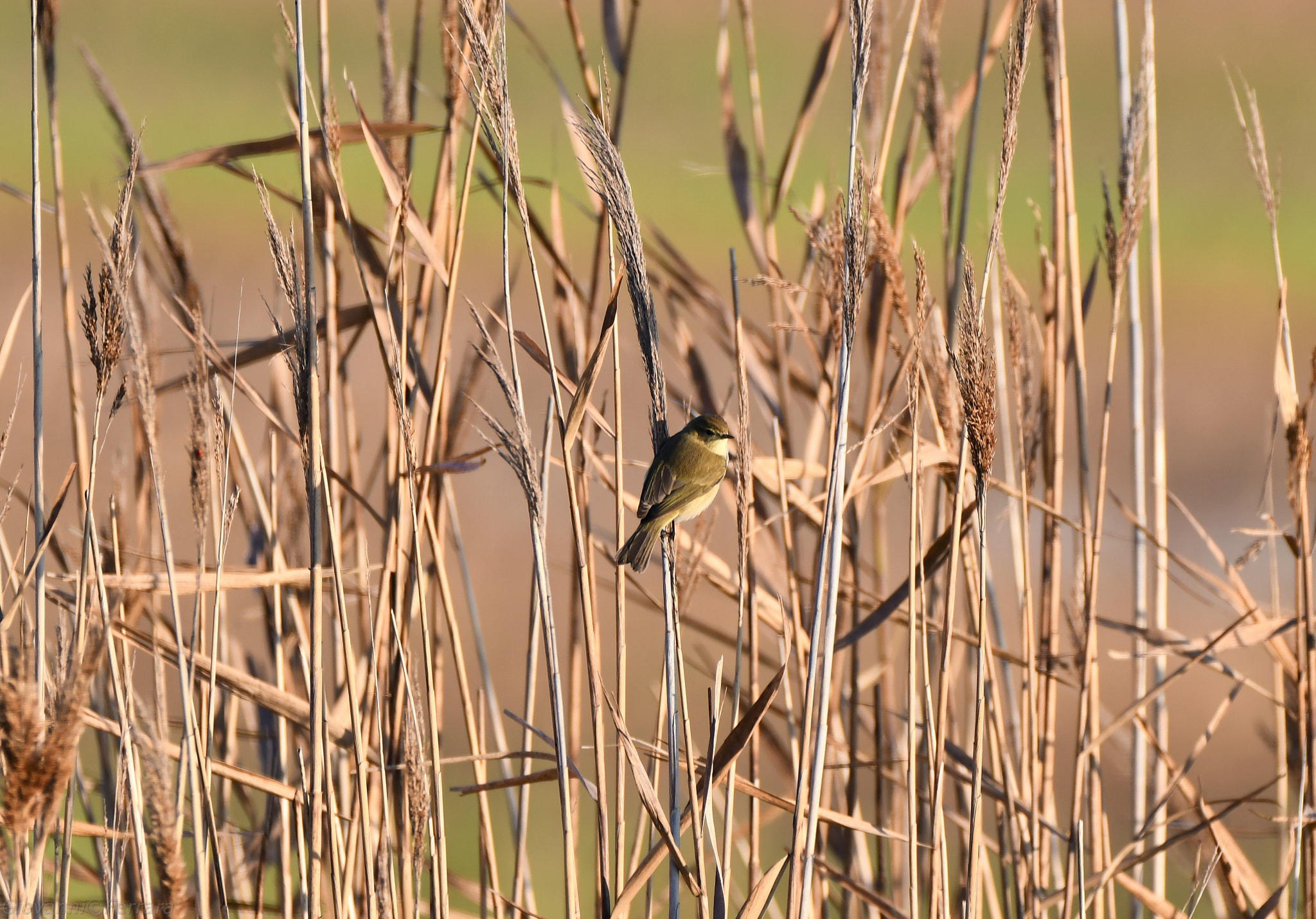 Nikon D7500 sample photo. 106.jpg photography