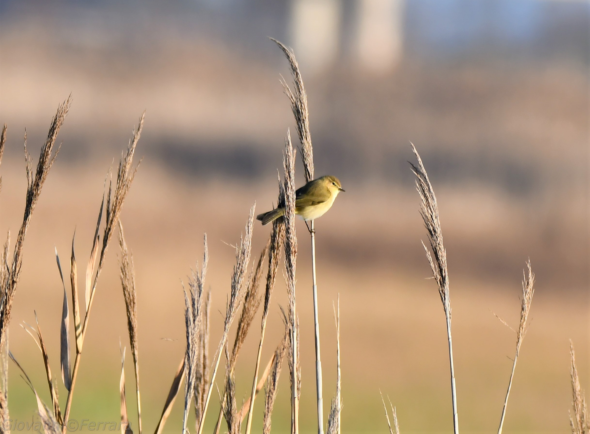 Nikon D7500 sample photo. 116.jpg photography
