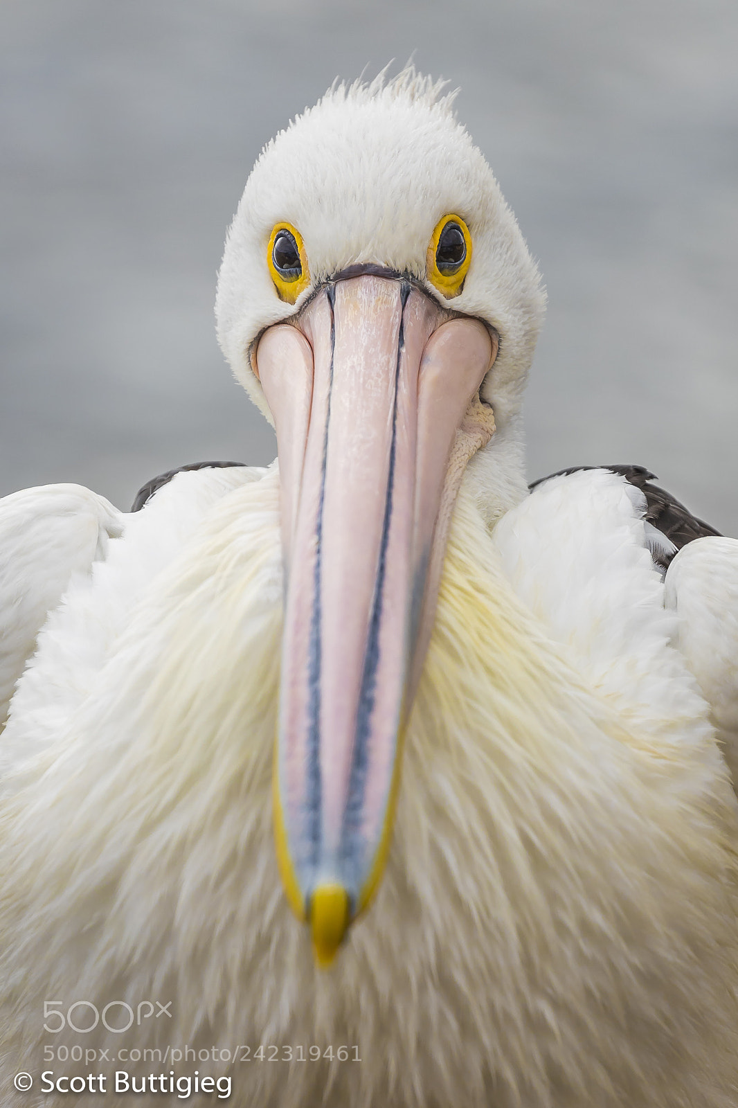 Canon EOS-1D X Mark II sample photo. Stare off photography