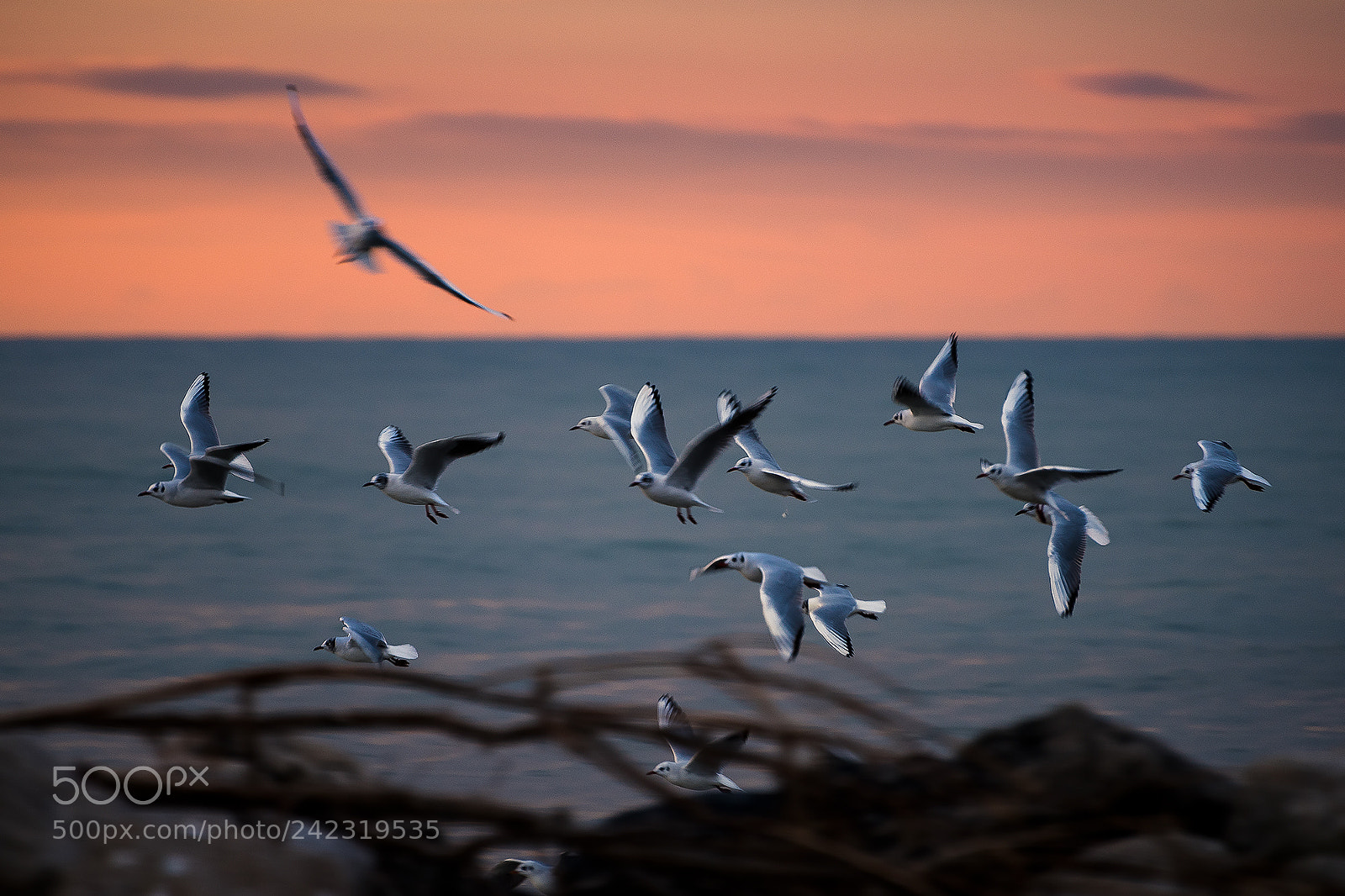 Nikon D810 sample photo. Seagulls photography