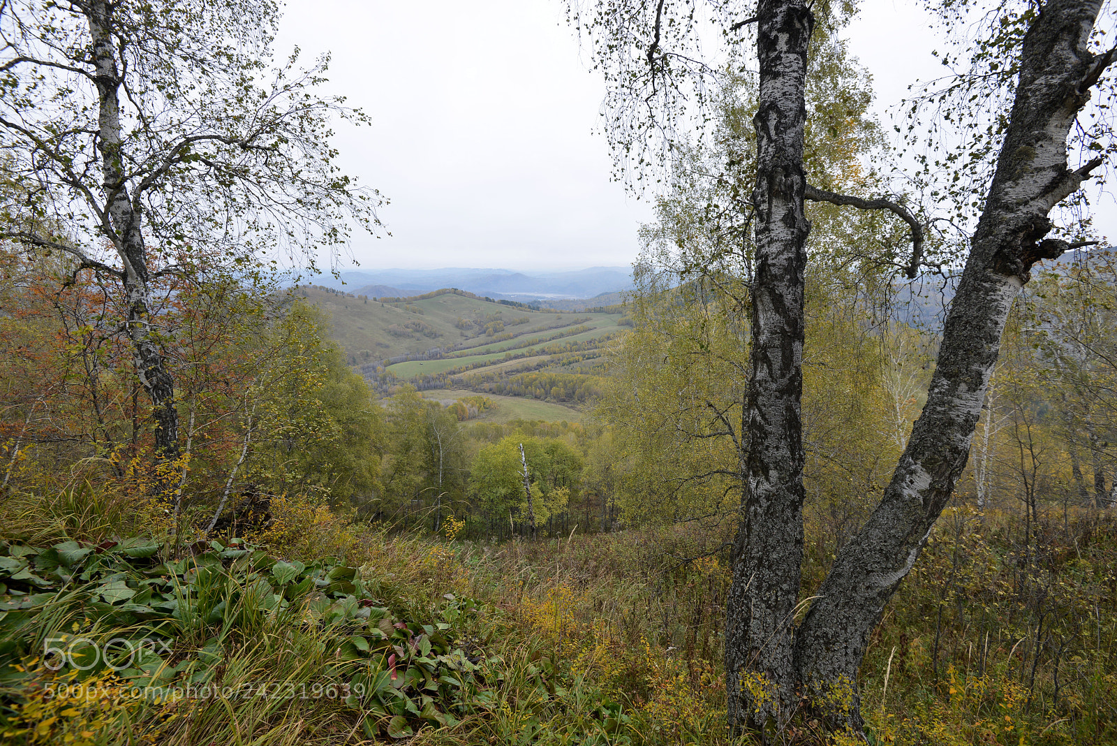 Nikon D800E sample photo. Altai photography