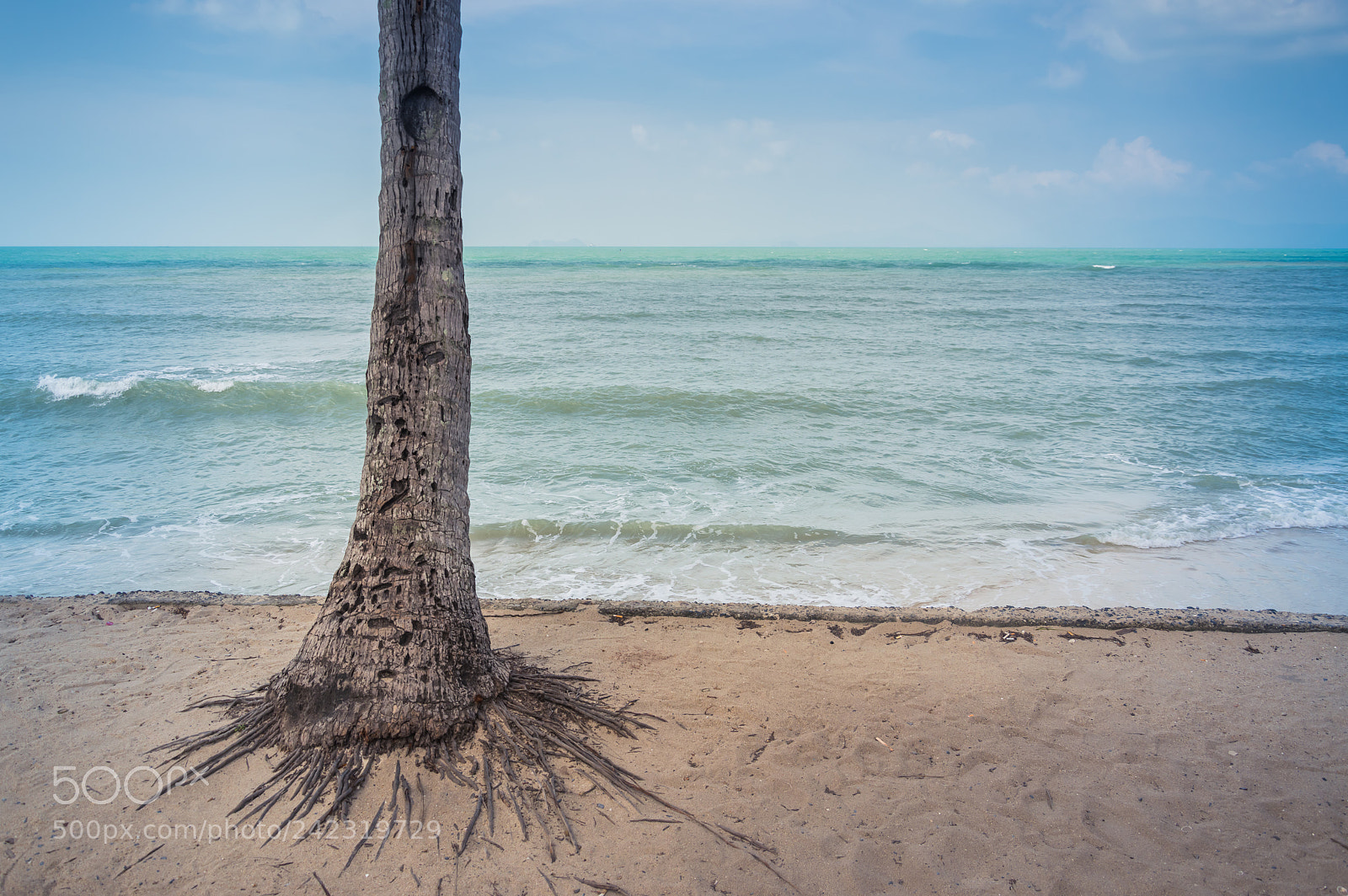 Nikon D3200 sample photo. Palm photography