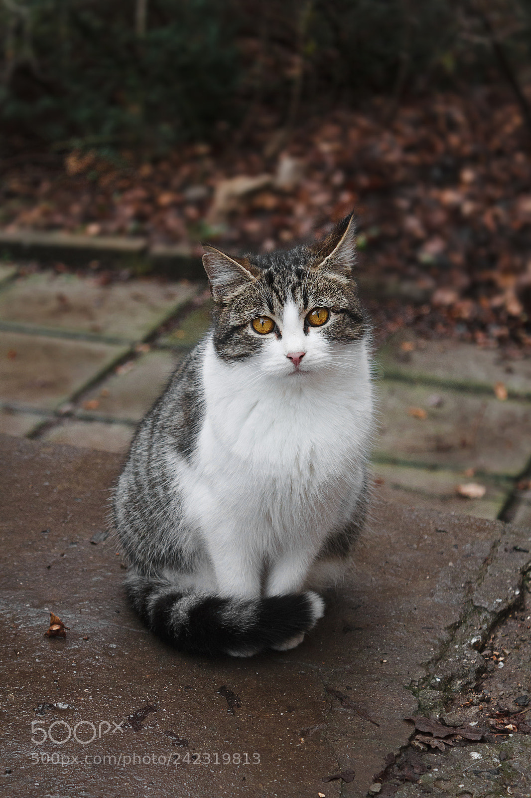 Canon EOS 550D (EOS Rebel T2i / EOS Kiss X4) sample photo. An unexpected meeting photography