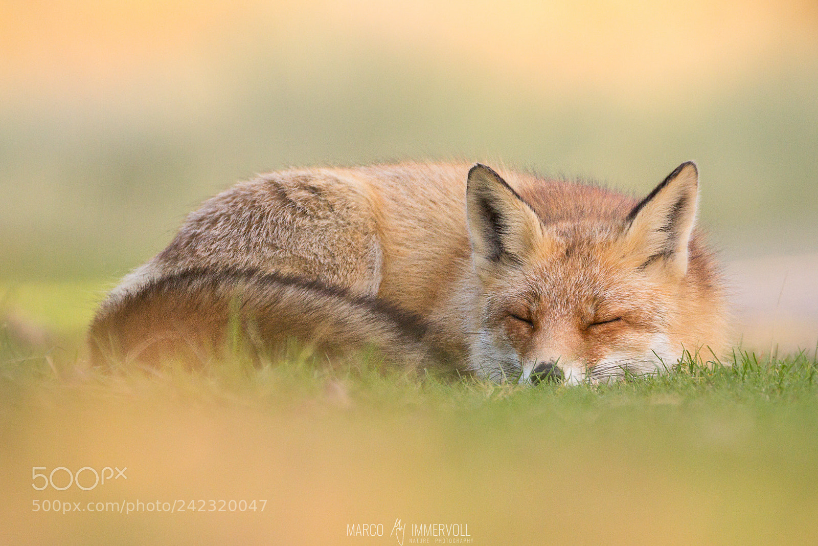 Canon EOS 60D sample photo. Sleeping fox photography