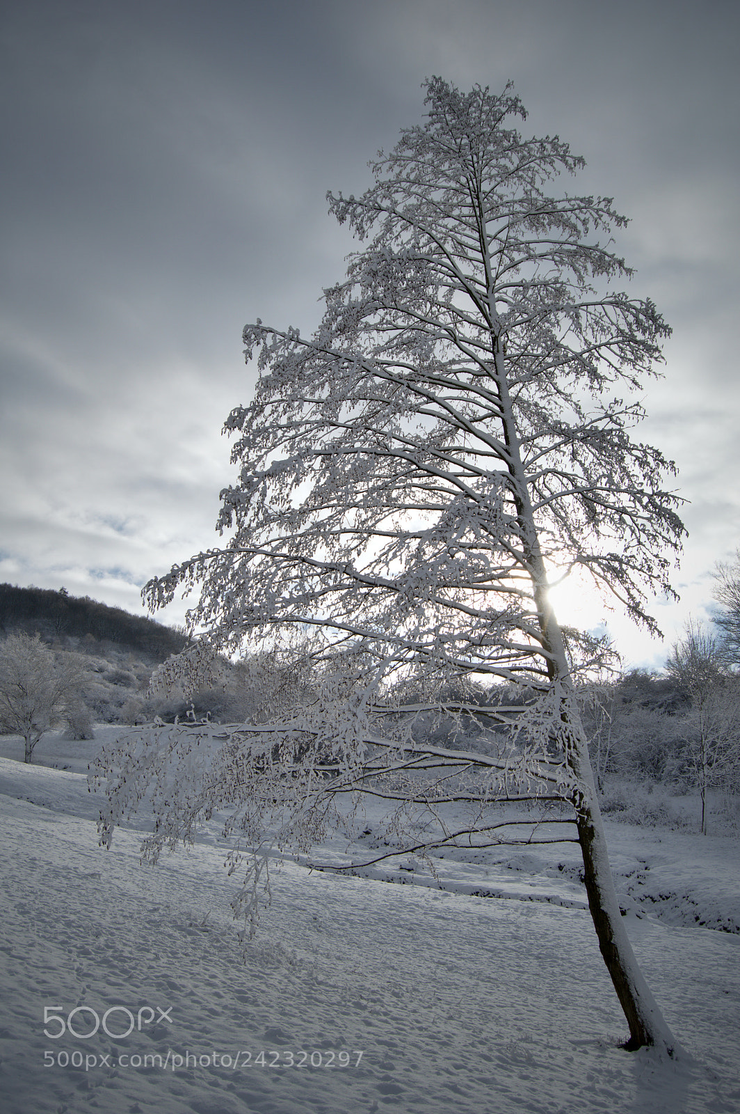 Nikon D3200 sample photo. Frozen photography