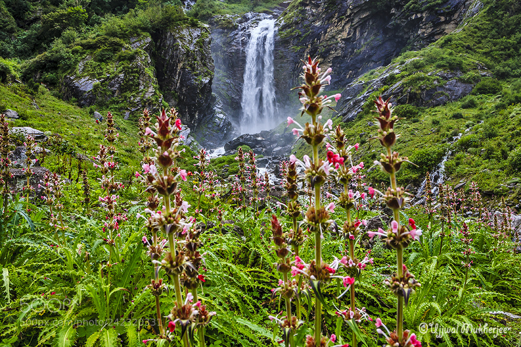 Canon EOS 5D sample photo. Valley of flowers photography