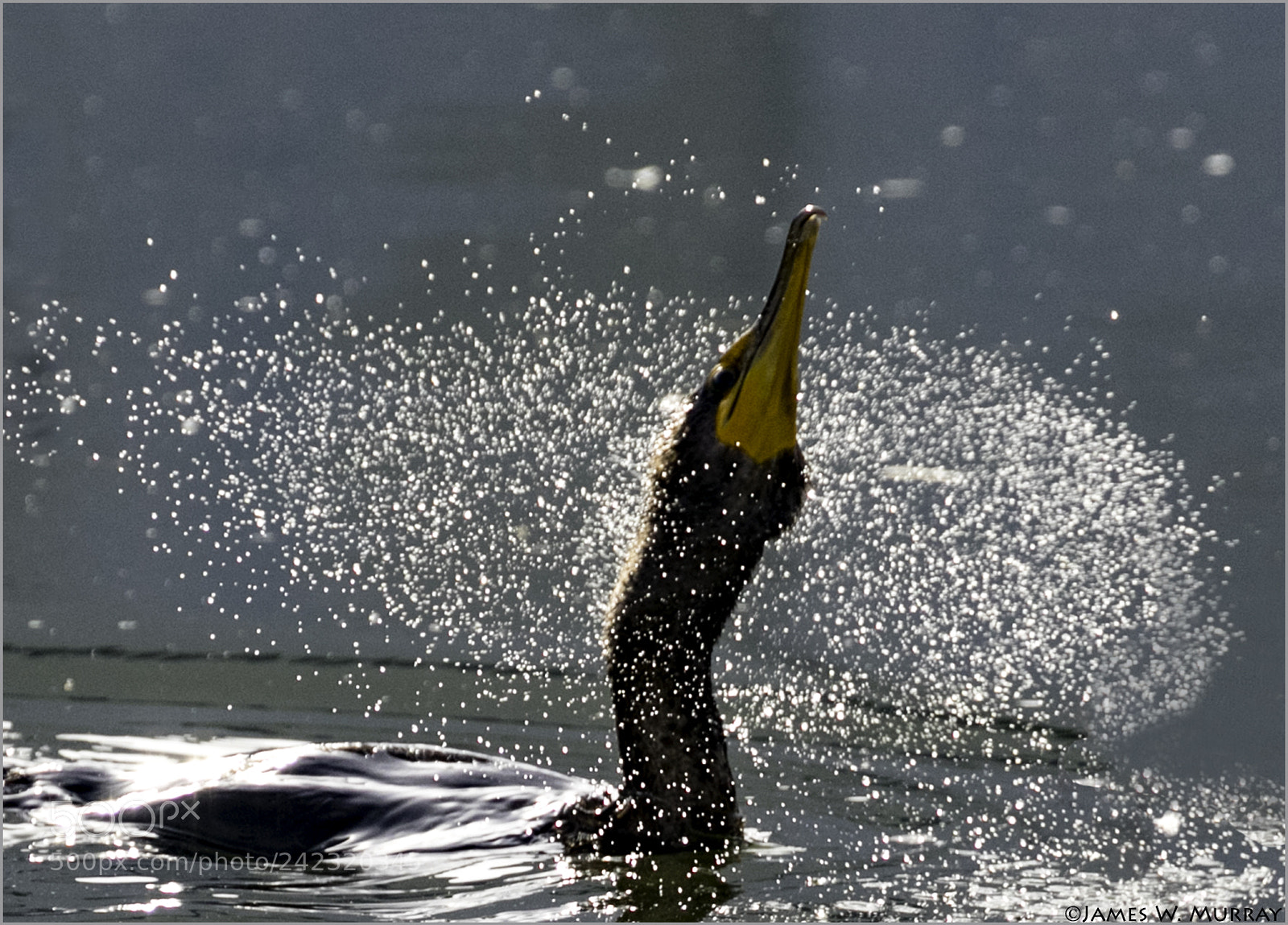 Canon EOS 7D Mark II sample photo. Dii cormorant shaking closeup photography
