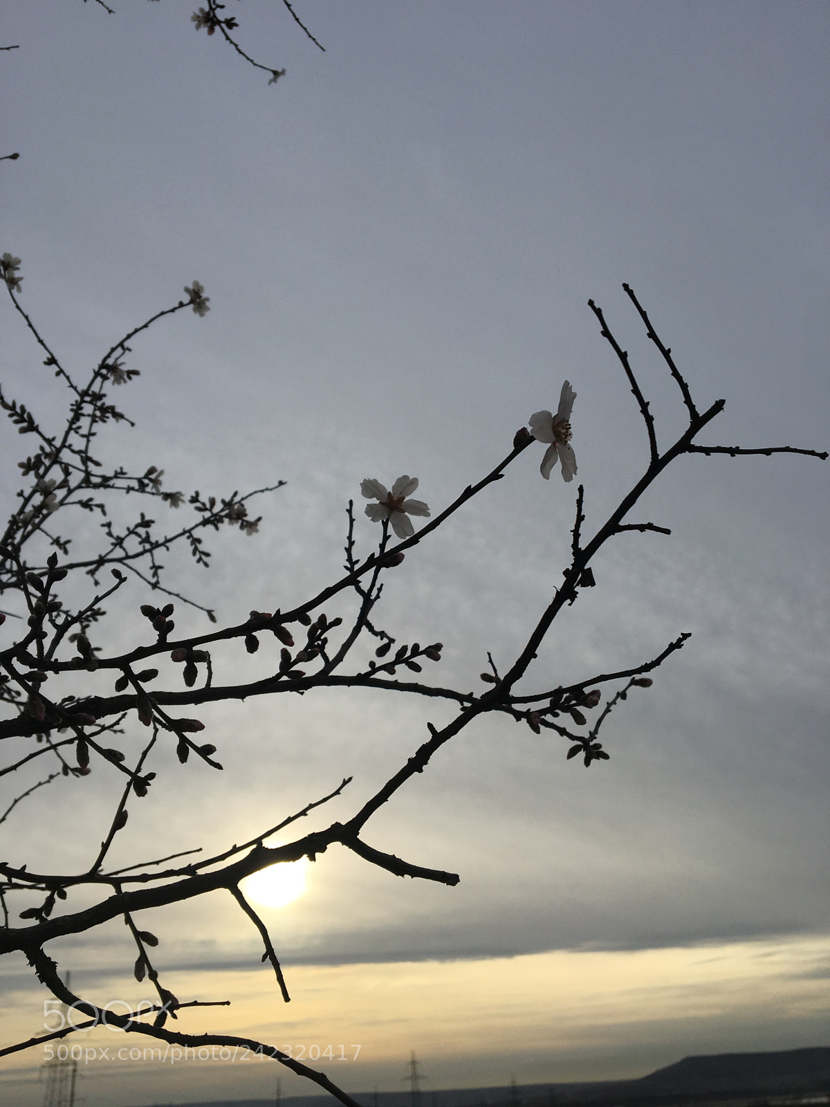 Apple iPhone 6s sample photo. It is january!!! photography