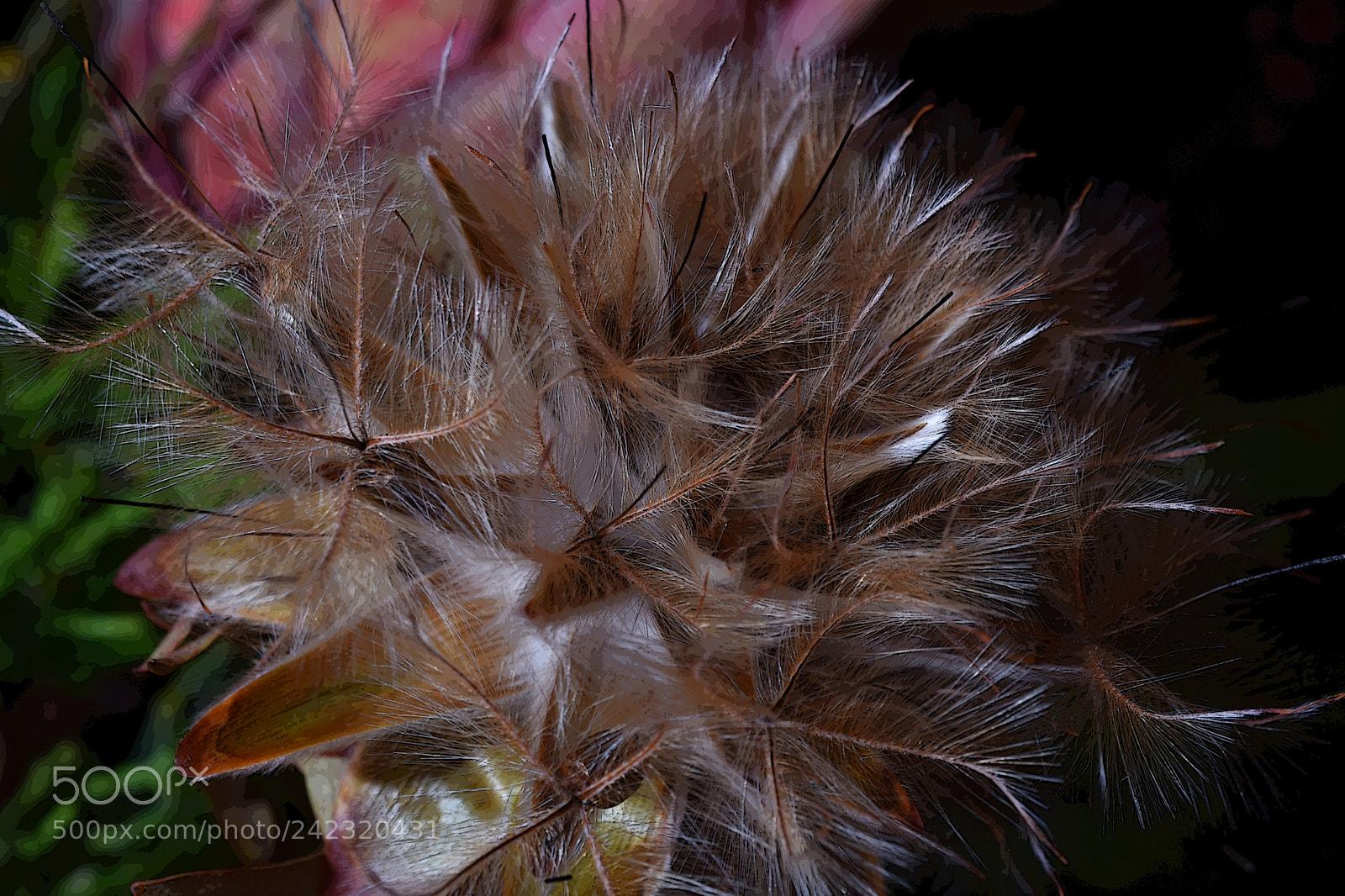 Nikon D7200 sample photo. Gone to seed (1) photography