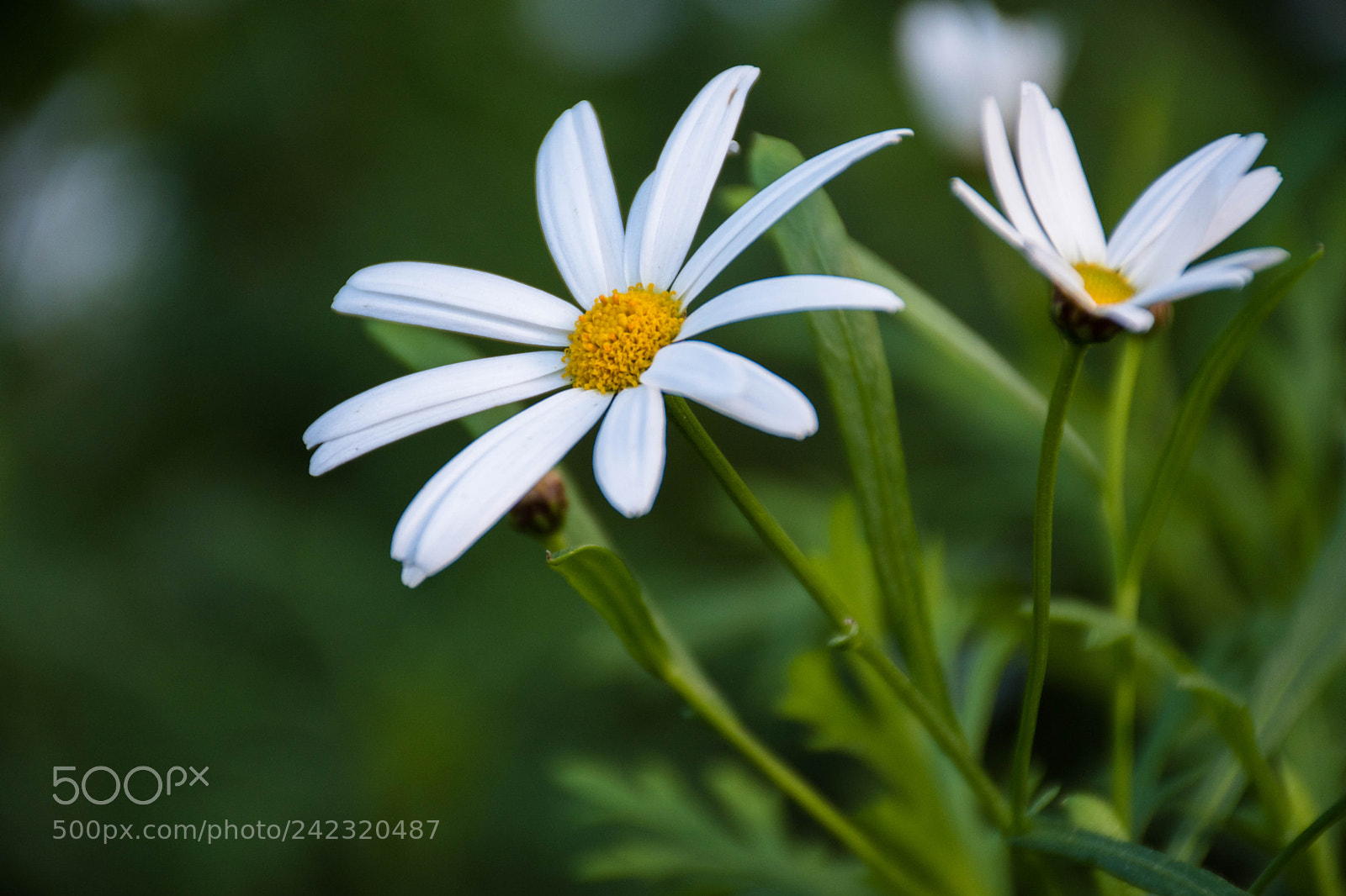 Nikon D5500 sample photo. Dslr photography