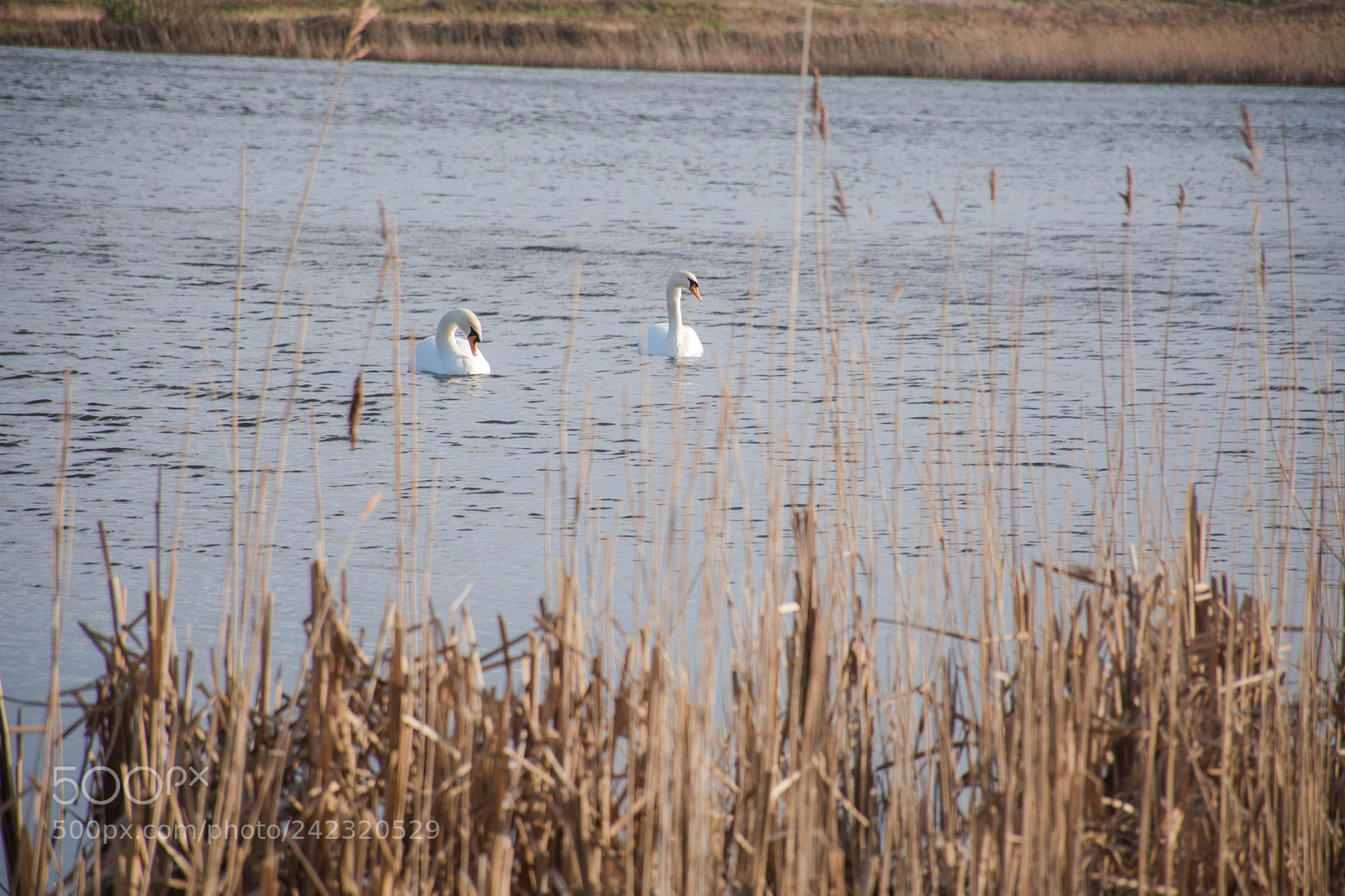 Nikon D5500 sample photo. Dslr photography