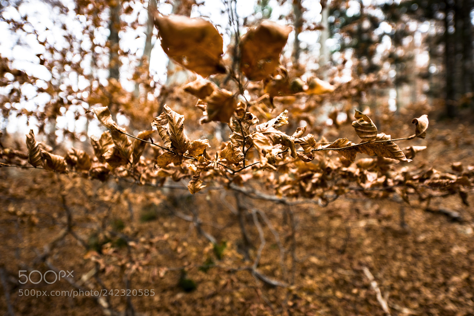 Nikon D810 sample photo. Before winter photography