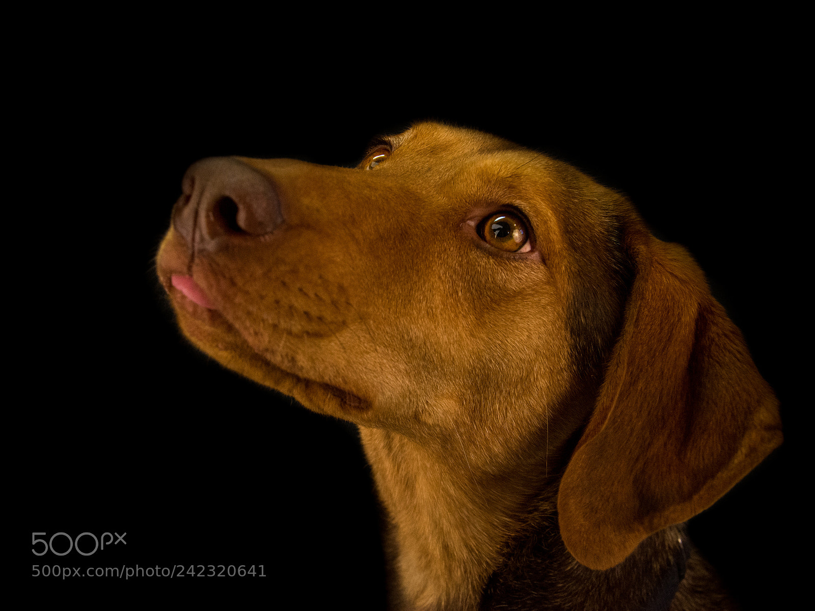 Nikon D7100 sample photo. Dogs in studio i. photography