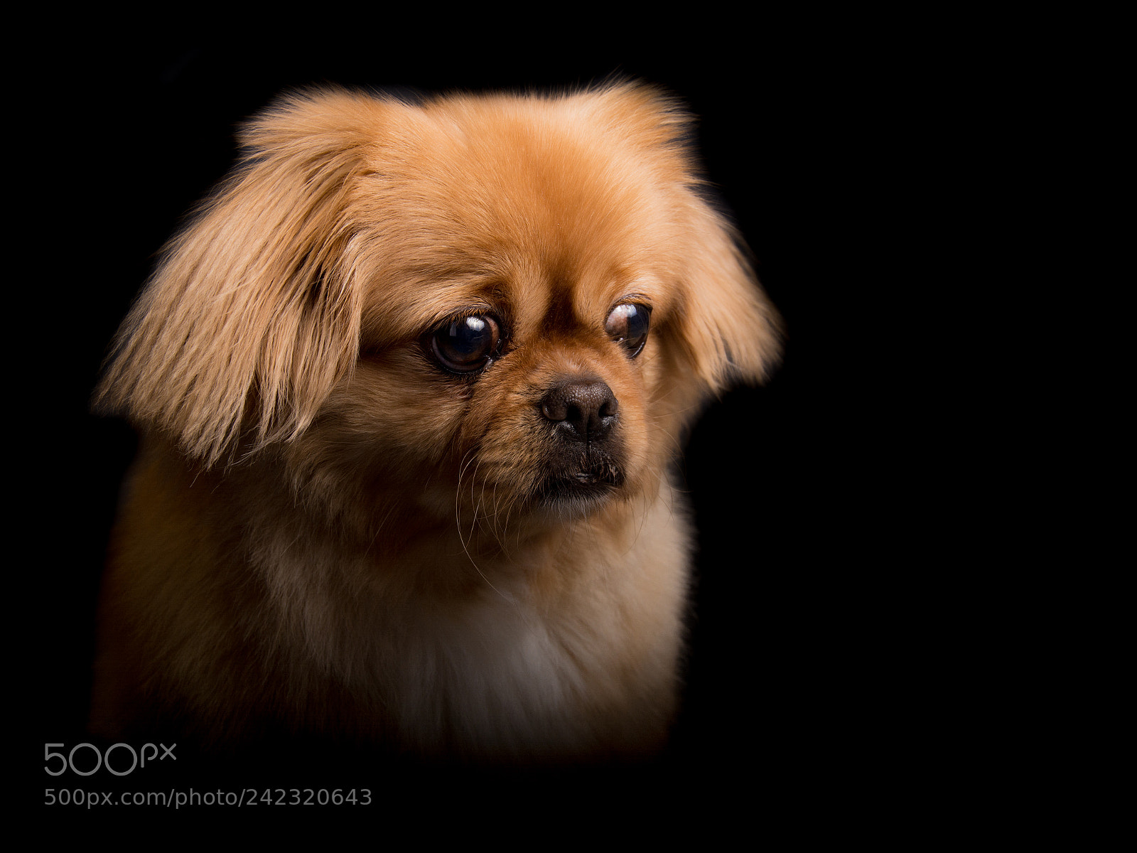 Nikon D7100 sample photo. Dogs in studio ii. photography