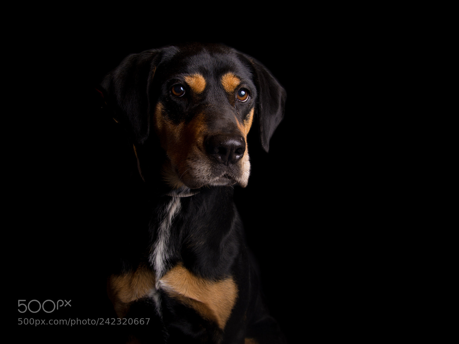 Nikon D7100 sample photo. Dogs in studio iii. photography
