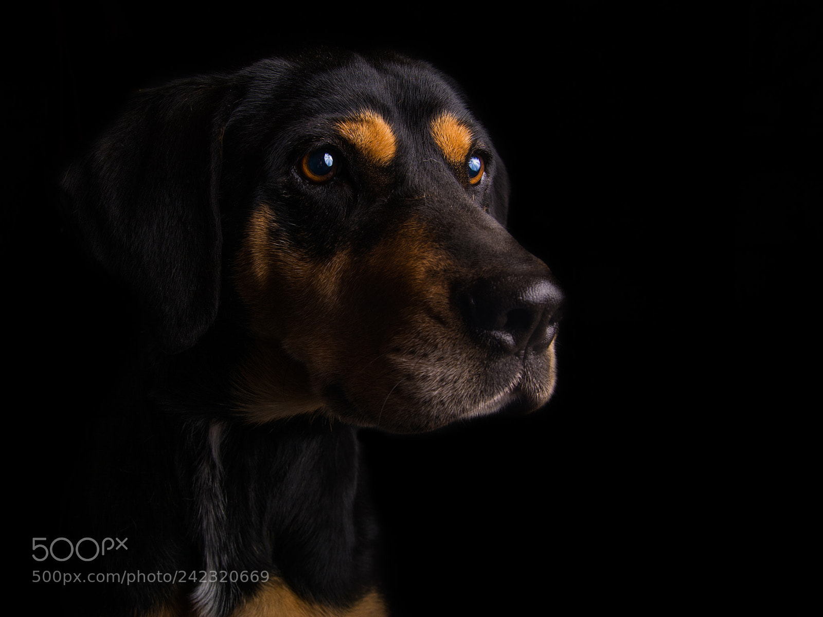 Nikon D7100 sample photo. Dogs in studio iv. photography