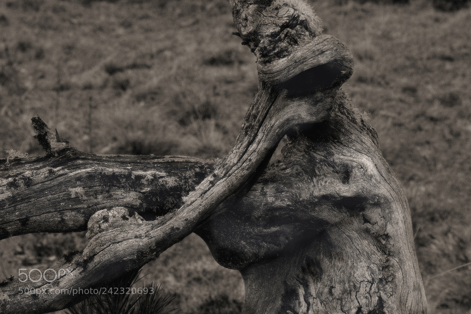 Pentax K-3 sample photo. Tamangur the gnome bw photography