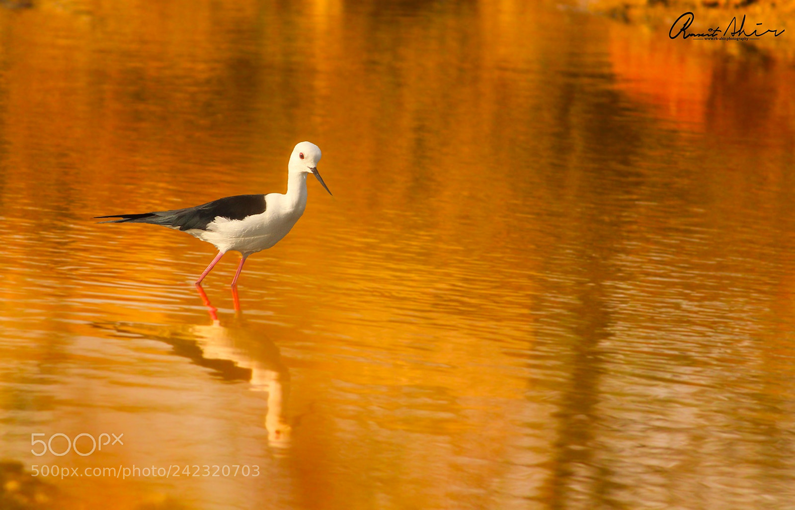 Canon EOS 1300D (EOS Rebel T6 / EOS Kiss X80) sample photo. Black winged stilt photography