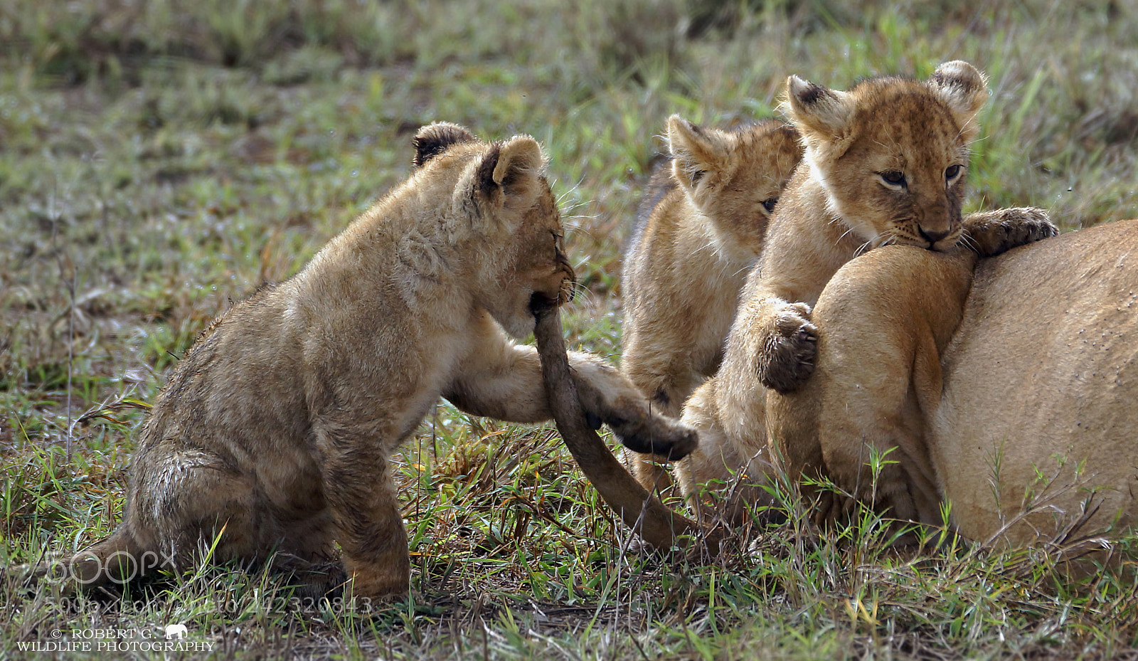 Sony SLT-A77 sample photo. Playing lion cubs photography