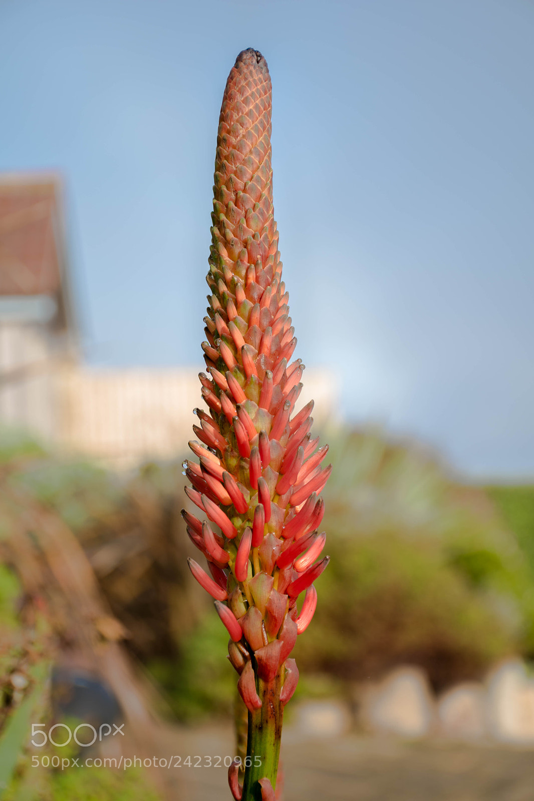 Nikon D5500 sample photo. Dslr photography
