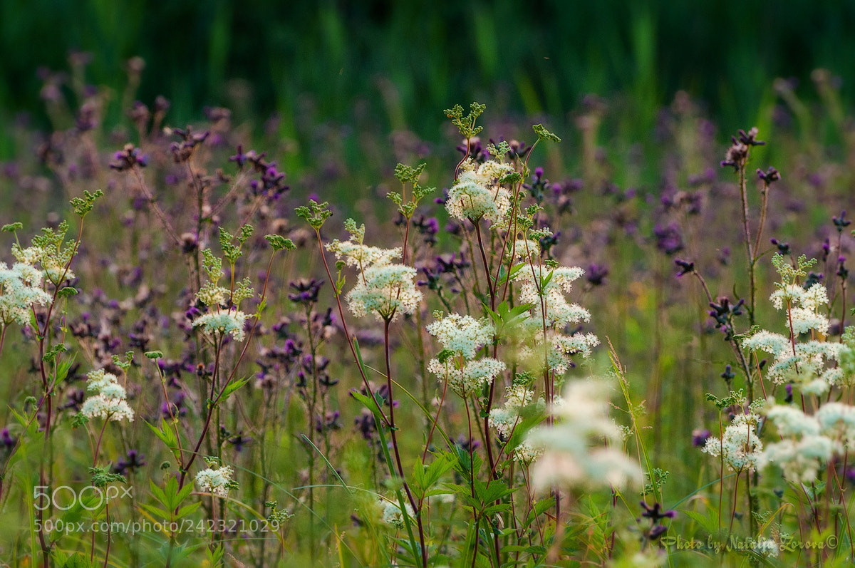 Nikon D5000 sample photo. Summer photography