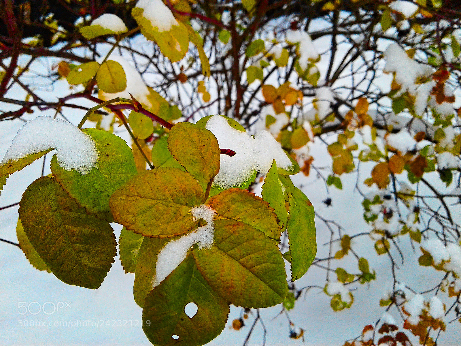 Samsung Galaxy J1 sample photo. The snow on leaves photography